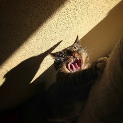 Sushi the cat, cat, kitten, photography, black and white, art, portrait, pet, posing, feline, fluffy,cute, sweet, whiskers, paw, paws, funny, yawning