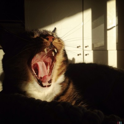 Sushi the cat, cat, kitten, photography, black and white, art, portrait, pet, posing, feline, fluffy,cute, sweet, whiskers, paw, paws, funny, yawning