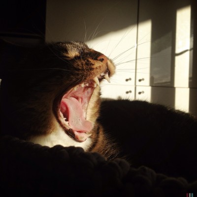 Sushi the cat, cat, kitten, photography, black and white, art, portrait, pet, posing, feline, fluffy,cute, sweet, whiskers, paw, paws, funny, yawning