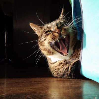 Sushi the cat, cat, kitten, photography, black and white, art, portrait, pet, posing, feline, fluffy,cute, sweet, whiskers, paw, paws, funny, yawning