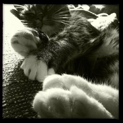 Sushi the cat, cat, kitten, photography, black and white, art, portrait, pet, posing, feline, fluffy,cute, sweet, whiskers, paw, paws