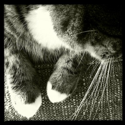 Sushi the cat, cat, kitten, photography, black and white, art, portrait, pet, posing, feline, fluffy,cute, sweet, whiskers, paw, paws