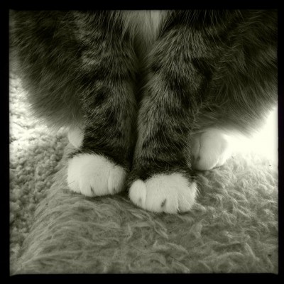 Sushi the cat, cat, kitten, photography, black and white, art, portrait, pet, posing, feline, fluffy,cute, sweet, paws, mittens, white mittens