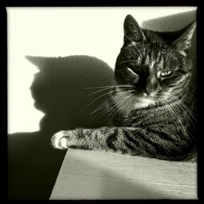 Sushi the cat, cat, kitten, photography, black and white, art, portrait, pet, posing, feline, fluffy,cute, sweet, shadow