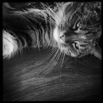 Sushi the cat, cat, kitten, photography, black and white, art, portrait, pet, posing, feline, fluffy,cute, sweet,