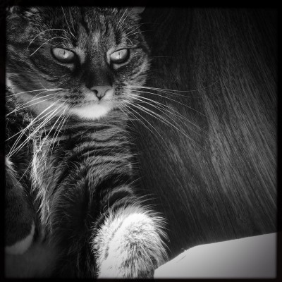 Sushi the cat, cat, kitten, photography, black and white, art, portrait, pet, posing, feline, fluffy,cute, sweet,