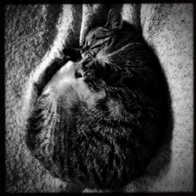 Sushi the cat, cat, kitten, photography, black and white, art, portrait, pet, posing, feline, fluffy,cute, sweet, sleeping