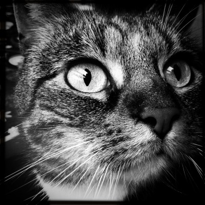 Sushi the cat, cat, kitten, photography, black and white, art, portrait, pet, posing, feline, fluffy,cute, sweet, staring