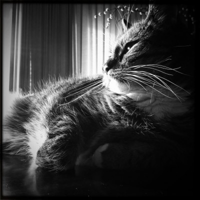 Sushi the cat, cat, kitten, photography, black and white, art, portrait, pet, posing, feline, fluffy,cute, sweet