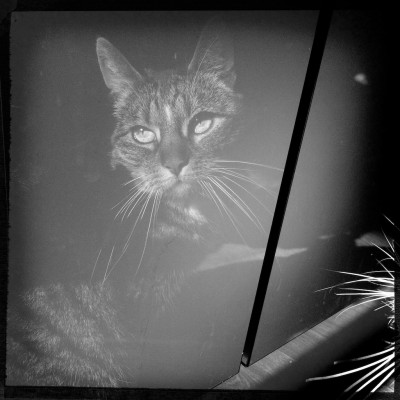 Sushi the cat, cat, kitten, photography, black and white, art, portrait, pet, posing, feline, fluffy,cute, sweet, whiskers, paw, paws, reflection