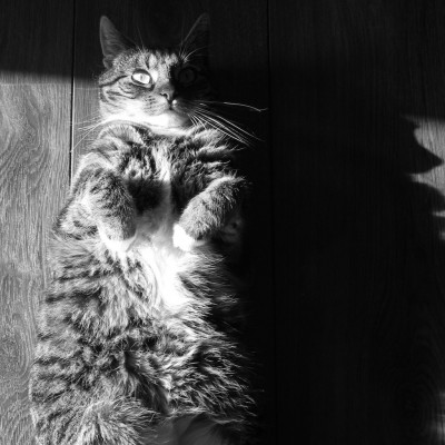 Sushi the cat, cat, kitten, photography, black and white, art, portrait, pet, posing, feline, fluffy,cute, sweet, whiskers, paw, paws